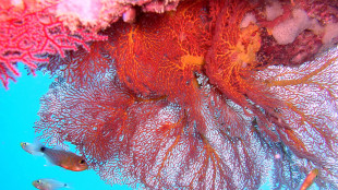 Punte blu e frutti bianchi,messaggi anti-pesci delle alghe rosse