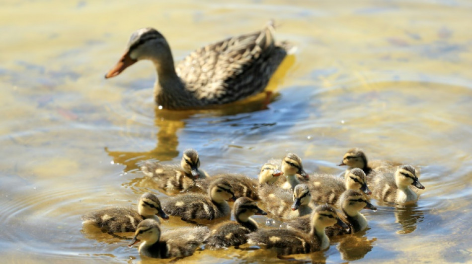 Entenfamilien in Kiel auf Abwegen: Polizeieins&auml;tze mit teils tragischem Ausgang