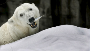 Artico, alle isole Svalbard nel 2026 temperature di12 gradi sopra la norma