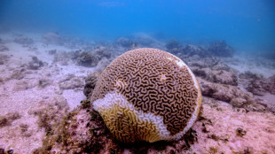 Expertos alertan sobre grave deterioro del arrecife mesoamericano