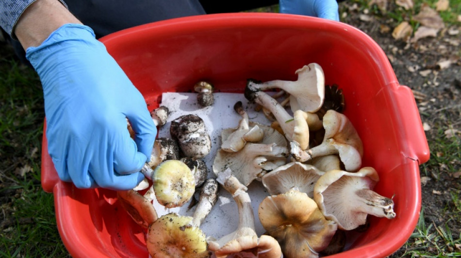 The making of Australia's mushroom murders 