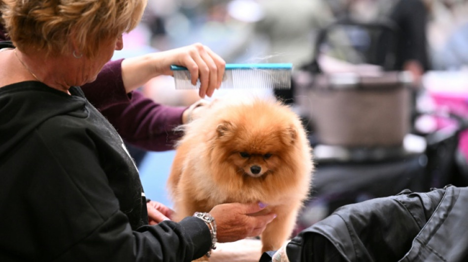 23-Jährige züchtete illegal Zwergspitze in Baden-Württemberg: 140.000 Euro Strafe