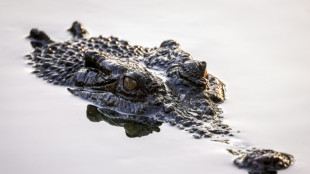 Australian authorities investigate influencer over croc wrestling