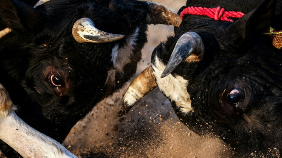 Combates de toros lejos de los rascacielos de Dub&aacute;i