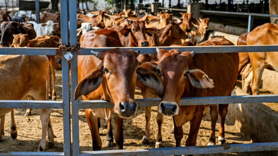 Las vacas sagradas de India, al servicio de la transici&oacute;n energ&eacute;tica
