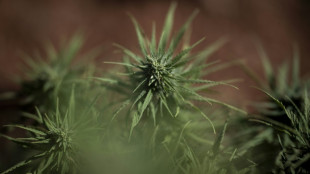 Ermittler entdecken im Schwarzwald Cannabis-Plantagen mit tausenden Pflanzen