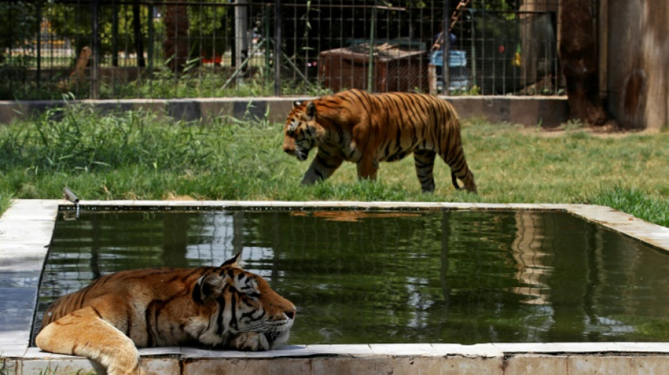 Los animales del zoo de Bagdad sufren los m&aacute;s de 50&ordm;C de un verano infernal