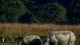 Zahl der Panzernash&ouml;rner in Indien hat sich fast verdreifacht