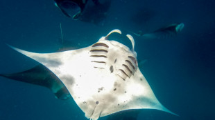 Océans: des scientifiques mettent en évidence l'efficacité de très grandes aire protégées