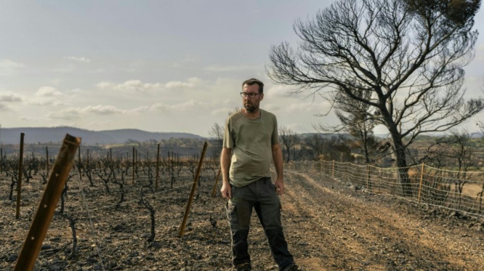 Dans les Corbières, des vendanges solidaires pour viticulteurs sinistrés