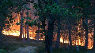 Incendio nella foresta di Fontainebleau, a sud est di Parigi, 'forse doloso'