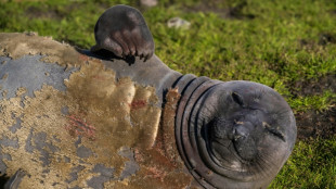 La grippe aviaire a décimé les éléphants de mer, montre une étude