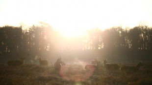 Extension de la chasse au cerf: le gouvernement n'a "pas tranch&eacute;"