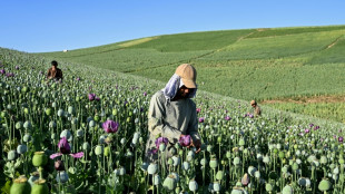 La culture du pavot &agrave; opium repart &agrave; la hausse dans un Afghanistan en proie aux crises