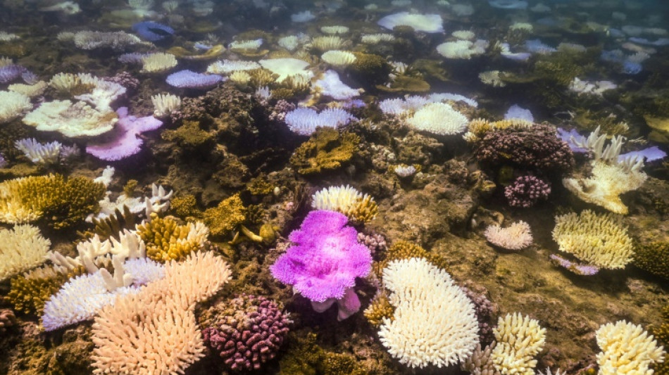 La Gran Barrera de Coral australiana sufre el peor blanqueamiento jam&aacute;s registrado