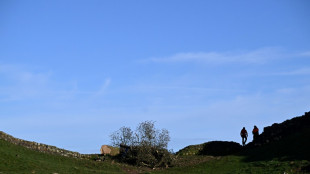 Angleterre: le tronc du c&eacute;l&egrave;bre arbre abattu enlev&eacute;, appel aux id&eacute;es pour lui rendre hommage