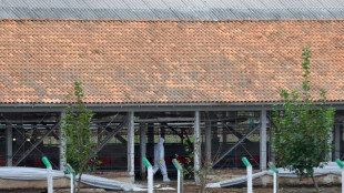 Brazil says free of bird flu, will resume poultry exports