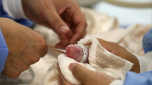 Berlin erneut im Pandafieber: B&auml;rin Meng Meng bringt wieder Zwillinge zur Welt