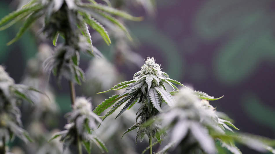 Riportato in vita un enzima della cannabis attivo milioni di anni fa