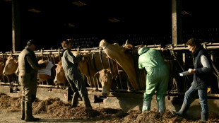 Dermatose: dans le Sud-Ouest, "mobilisation g&eacute;n&eacute;rale" pour "acc&eacute;l&eacute;rer" la vaccination