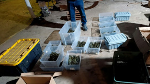 Mexican authorities rescue 3,400 trafficked baby turtles