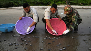 Liberan en playa de Nicaragua tortuguitas paslama, en riesgo de extinci&oacute;n