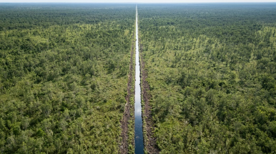 "Les poumons de la terre": le combat des Indonésiens pour sauver leurs tourbières