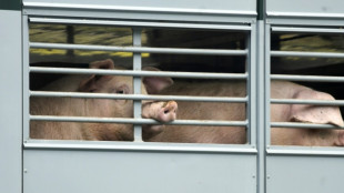 Fleischproduktion in Deutschland konstant