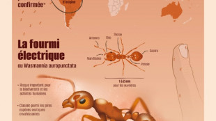 La fourmi &eacute;lectrique, co&ucirc;teuse &agrave; &eacute;radiquer, menace de prolif&eacute;rer en France
