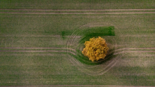 Mercosur: Agrarminister Rainer will genau auf Einhaltung von Schutzklauseln achten