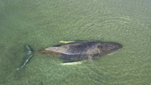Abgetaucht: In Ostsee gestrandeter Buckelwal &uuml;ber Nacht verschwunden