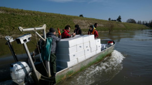 Civelles: face &agrave; la menace d'extinction, le pari du repeuplement