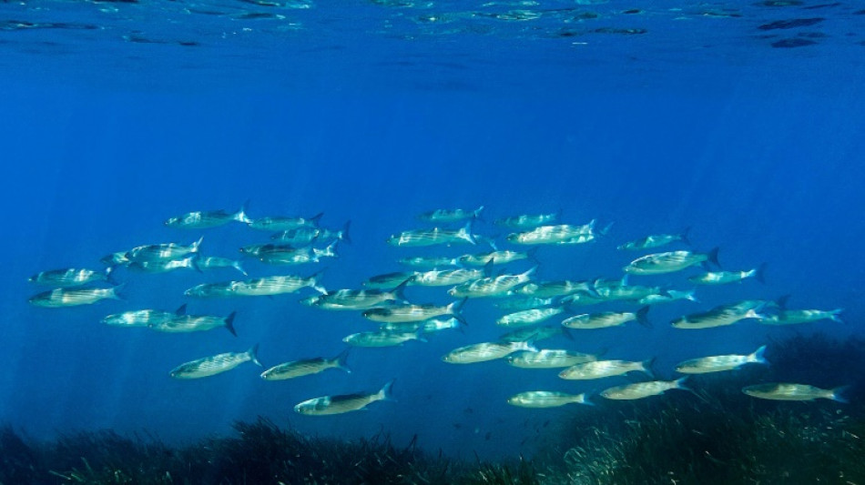 Protection des oc&eacute;ans: l'UE veut afficher son "leadership", avant le sommet de l'ONU