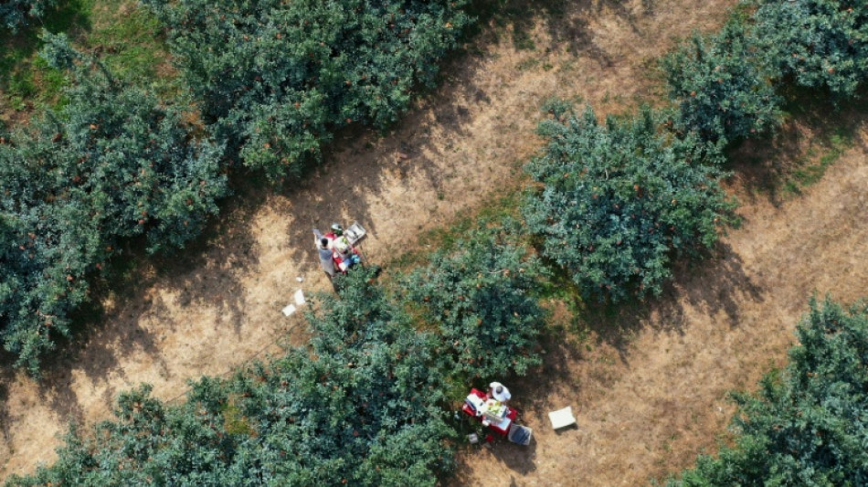 China's 'new farmers' learn to livestream in rural revitalisation