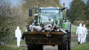 Vogelgrippealarm: Behörden in Brandenburg müssen rund 130.000 Enten und Hühner töten