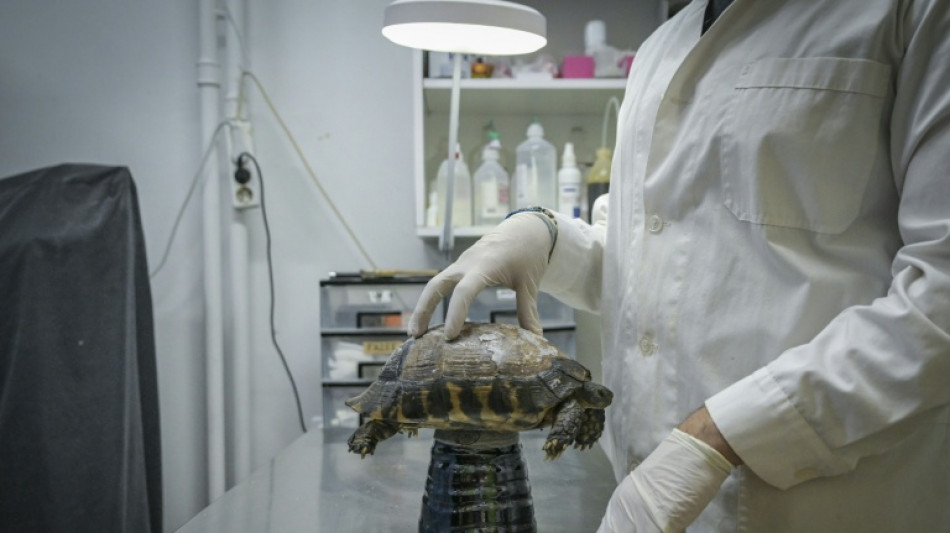 En Gr&egrave;ce, les animaux sauvages victimes des incendies et de la canicule