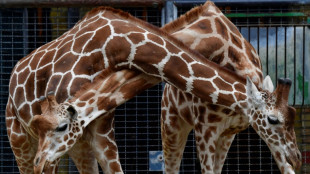 Giraffe in Berliner Zoo nach Sturz eingeschl&auml;fert - Todesursache bei Elefant klar