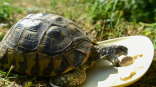 Drei vermisste Landschildkr&ouml;ten in Nordrhein-Westfalen wieder bei Besitzerin aufgetaucht