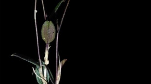 Descubren una nueva especie de orqu&iacute;dea en la amazonia de Per&uacute;