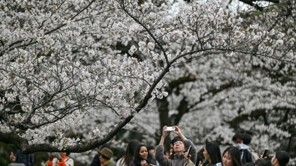 Au Japon, un outil d'IA pour préserver les cerisiers en fleurs