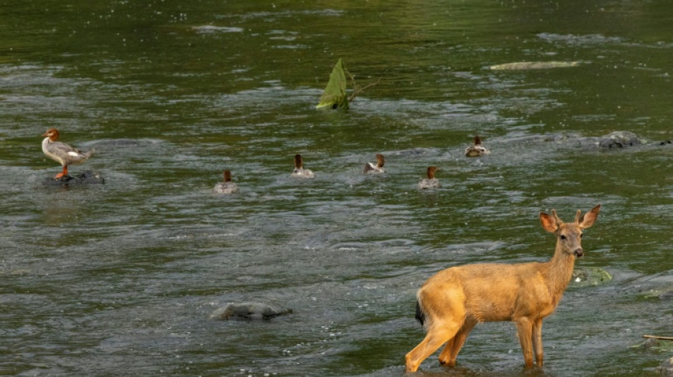 Wasserschutzpolizei rettet Reh aus Rostocker Hafenbecken