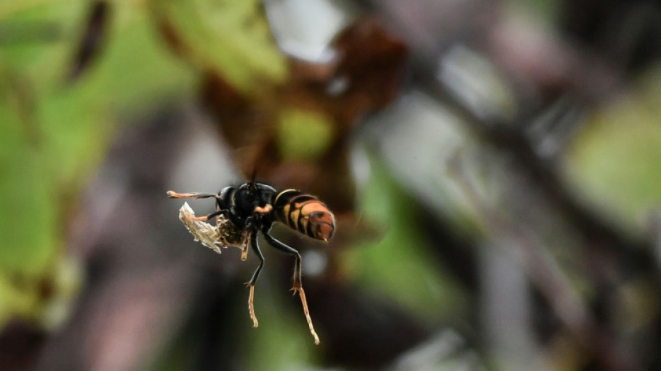 Avec le r&eacute;chauffement climatique, les insectes font de la r&eacute;sistance en automne