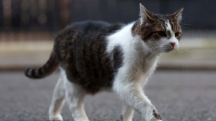 Trovati 19 tipi di microplastiche in placenta e feti di gatto