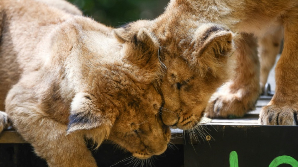 Kölner Zoo verteidigt umstrittene Einschläferung von Löwenjungen