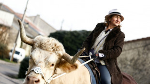 Im Stiersgalopp: Franz&ouml;sin dressiert ungew&ouml;hnliches Reittier