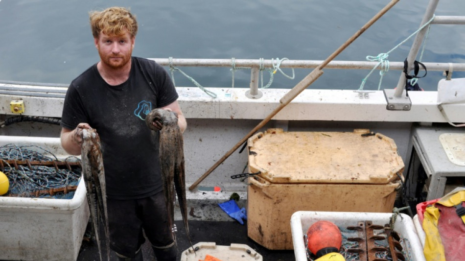 Los pescadores brit&aacute;nicos, v&iacute;ctimas de una invasi&oacute;n de pulpos