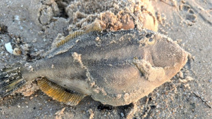 "Strände voller Kadaver": Giftige Algenblüte tötet vor Australien Meeres-Bewohner