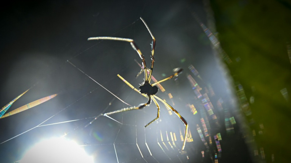 La aduana alemana descubre 1.500 ara&ntilde;as en envases de galletas