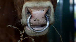 Angeblich gestohlenes Bullensperma: Entwarnung nach Pr&uuml;fung von Lagerbest&auml;nden