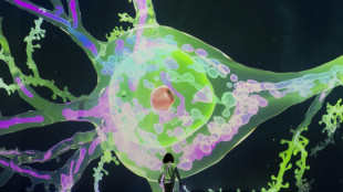 Scoperta una nuova forma di memoria nel cervello visivo ++ solo AWN